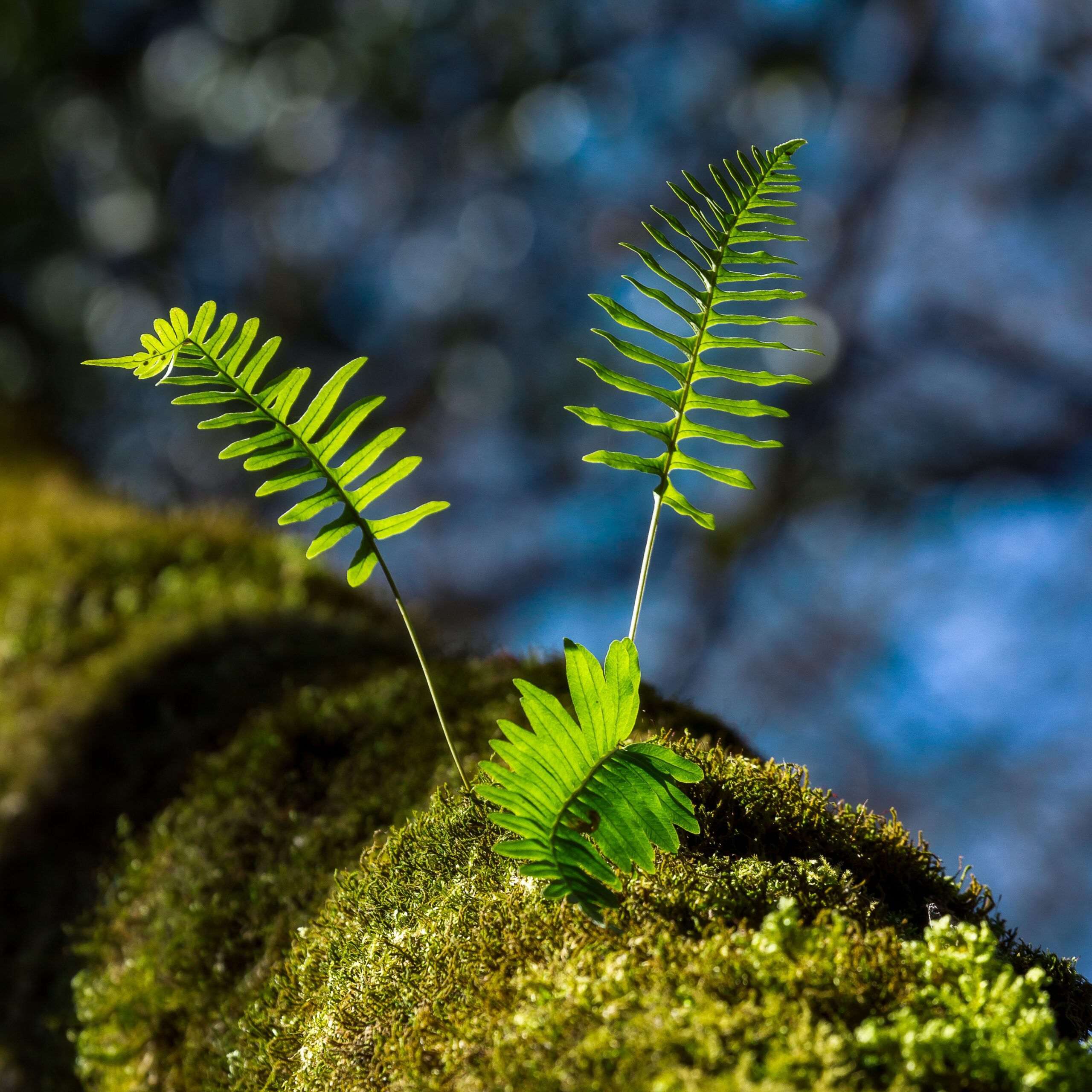 Closeup shot of green leaves growing on a mossy surface with blurred background